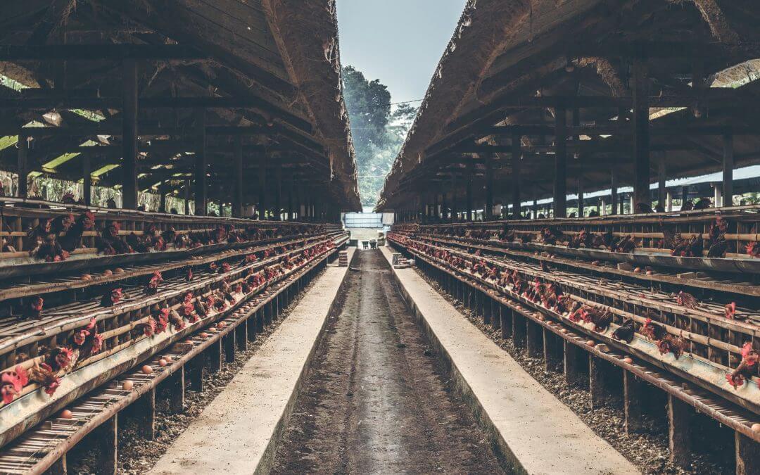 Chicken coop farm